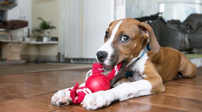 Interactive Dog Toys: Engaging Play for Your Furry Friend